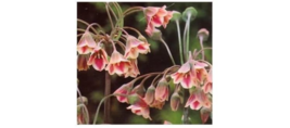 10 Seed Nectaroscordum Bells Mediterranean Arching Stems And Delightful Clusters - $21.80