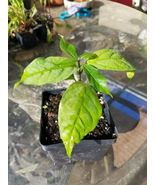 banisteriopsis caapi cielo live plant - $21.00