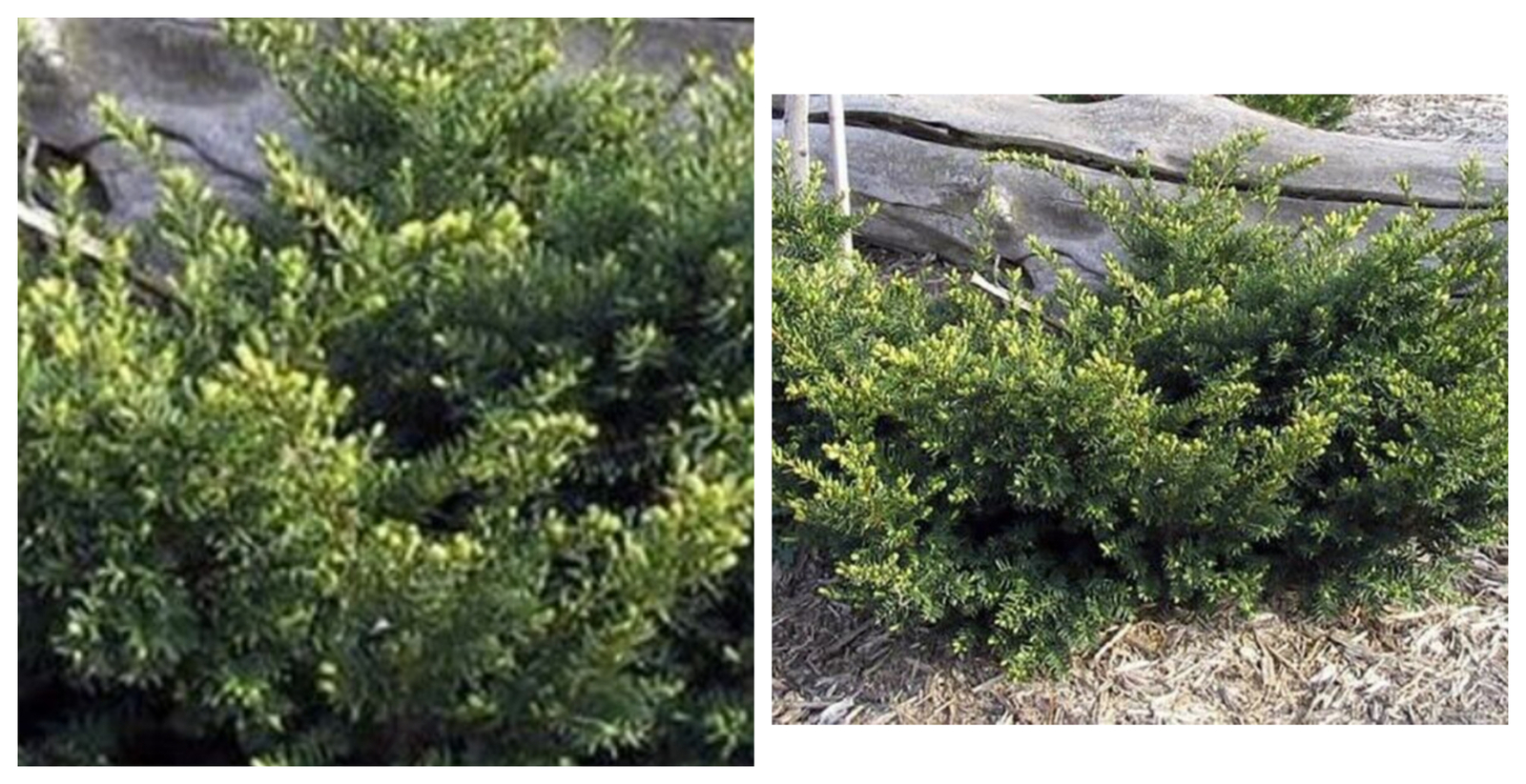 Taxus Everlow Media Yews Evergreen Low Growing Dwarf Live Plant Quart ...