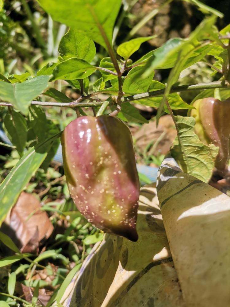 Purple hot chili Pepper seeds Organic Seeds from sri lanka garden