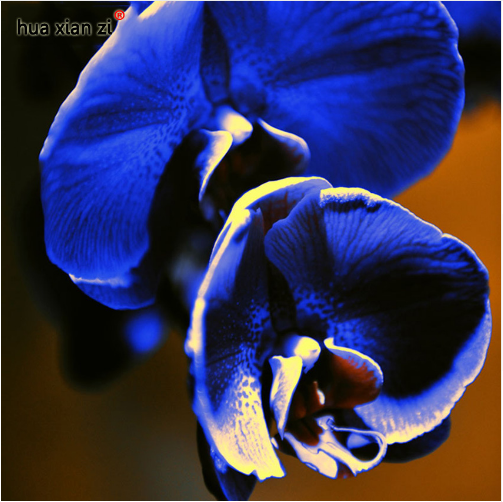 Sky Blue Phalaenopsis Orchid Seeds Flower Seeds Indoor Bonsai Orchids ...