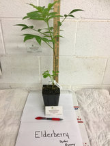 Elderberry (Sambucus canadensis) shrub qt. pot image 2