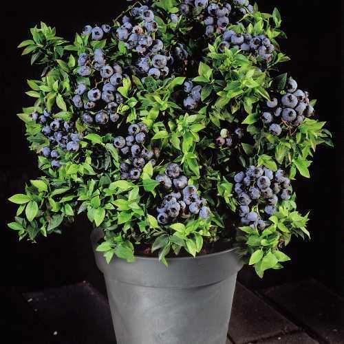 * DWARF * TOP HAT *BLUEBERRY BULK 1000 COUNT * CONTAINER * BONSAI