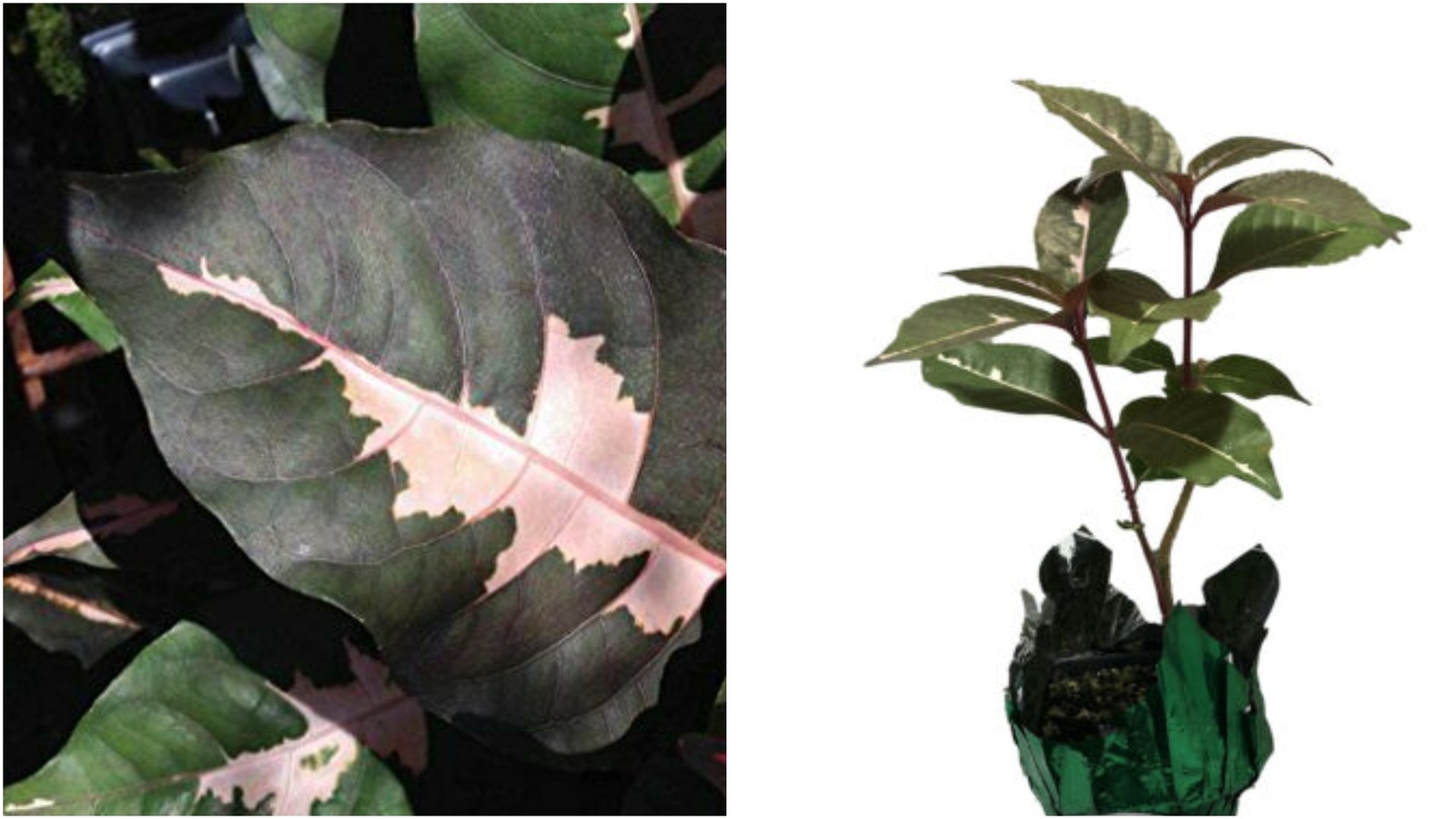 CHOCOLATE CARICATURE Jamaican Croton Tropical Plant Bronze Pink