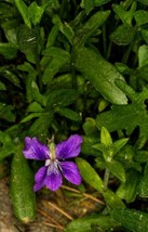 SHIPPED FROM US 200 Prairie Violet Purple Viola Coastal Flower Seeds, SB01 - $19.50