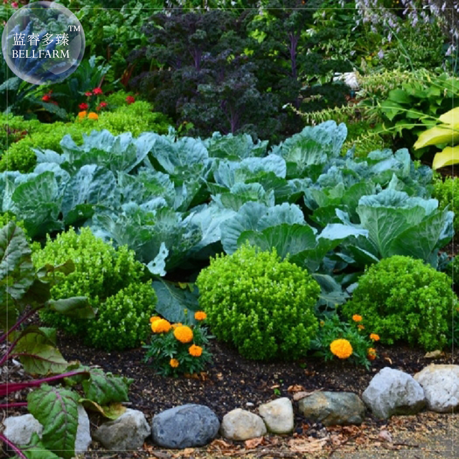 20 Pcs Heirloom Spicy Globe Basil Seeds, DIY Home Garden Herbs Plant E4238 DG Houseplant Seeds