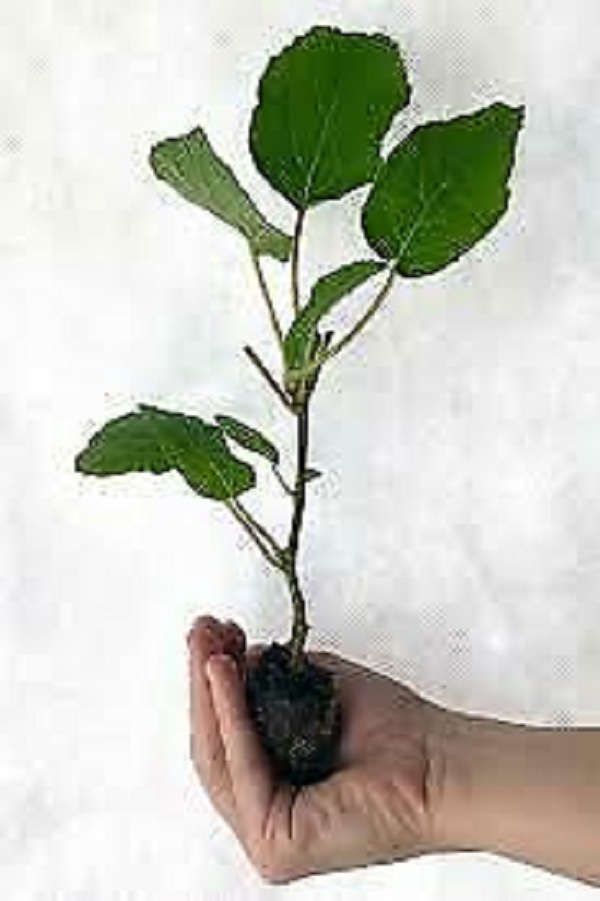 cheap outlet shop online Live Plant Prolific Hardy Kiwi