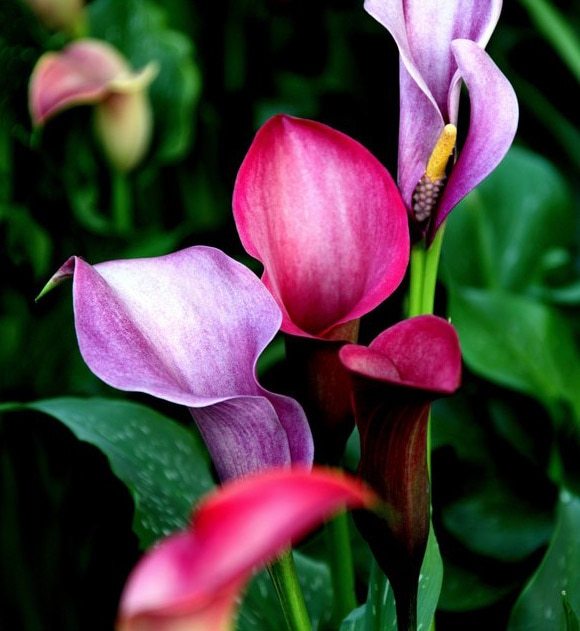 1Pcs Calla Bulbs 13 kinds Colorful Calla Lily Rare Plants Potted
