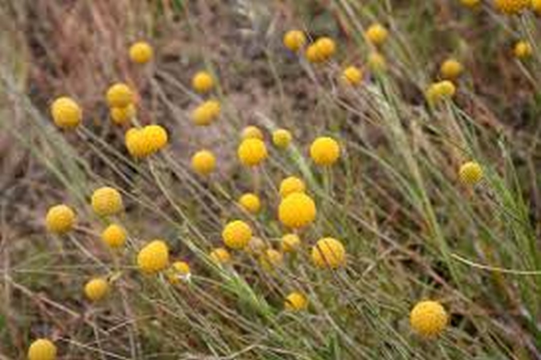 BILLY BUTTONS Craspedia Globosa 50 Seeds Seeds