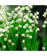 15  lily of the valley bibs Convallaria majalis bulbs roots plants free shipping - $39.99
