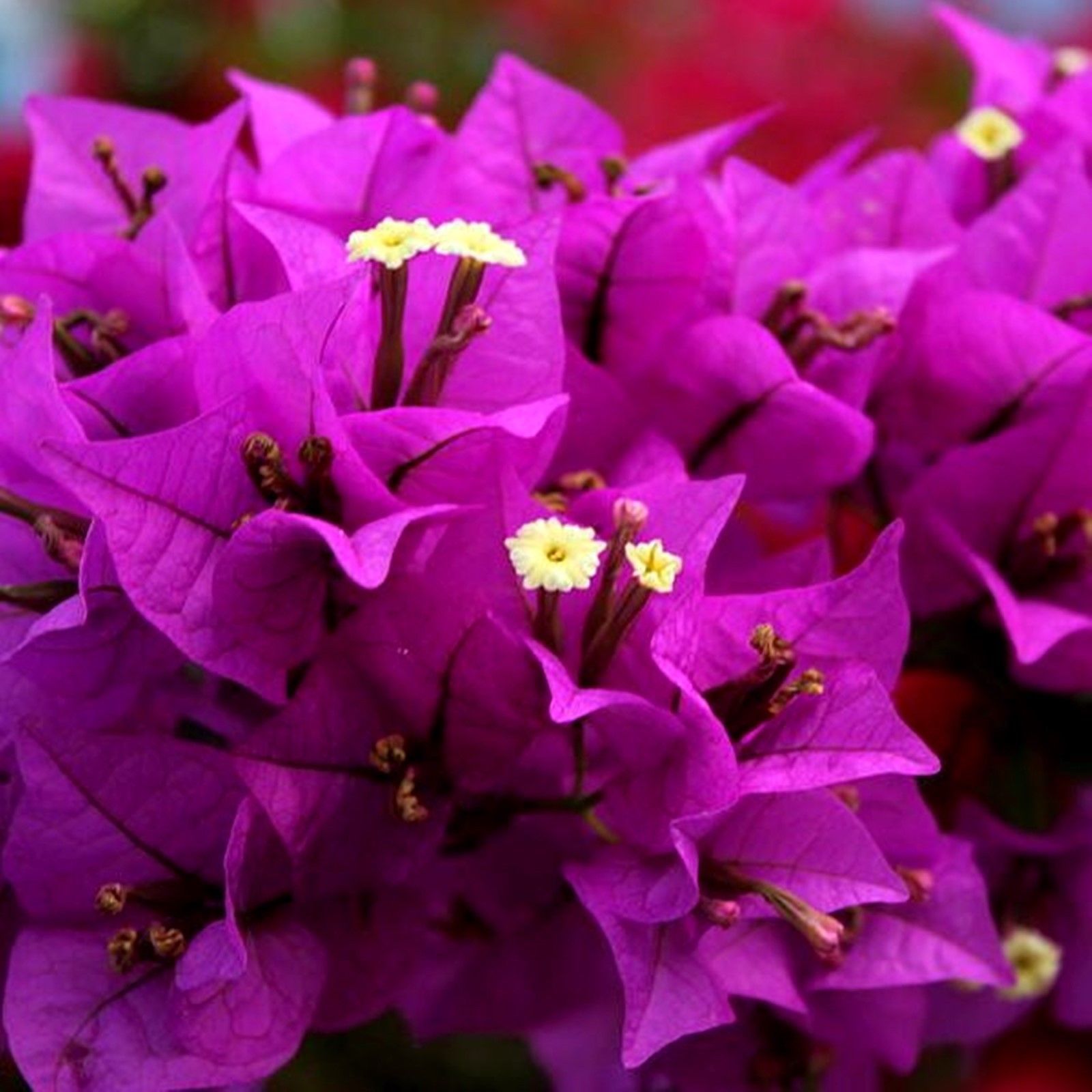 Бугенвиллия vera deep purple фото и описание