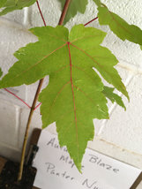 Autumn Blaze Maple quart pot image 5