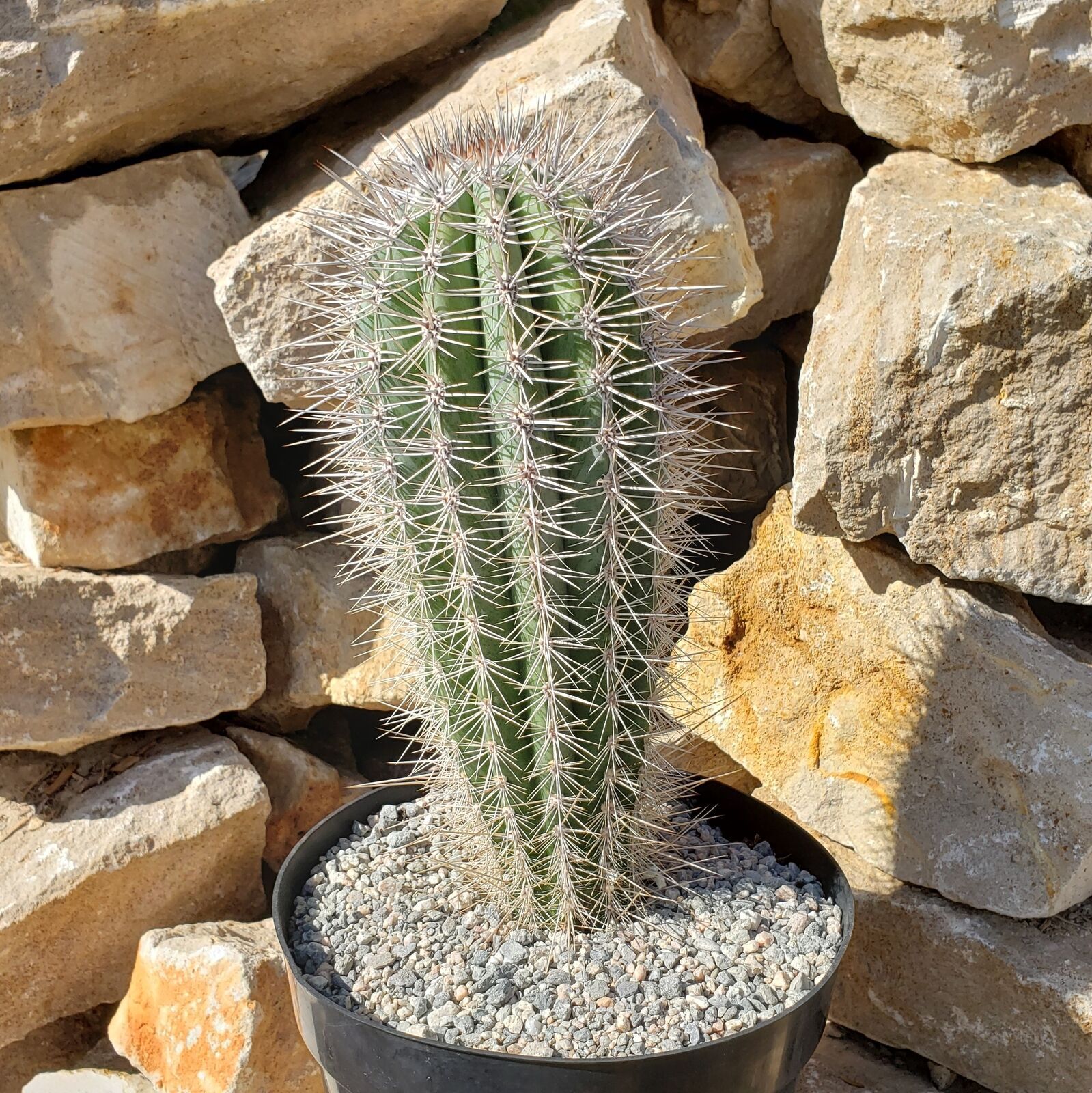 False saguaro Cordon Pachycereus pringleite Real Cactus Cacti Succulent ...