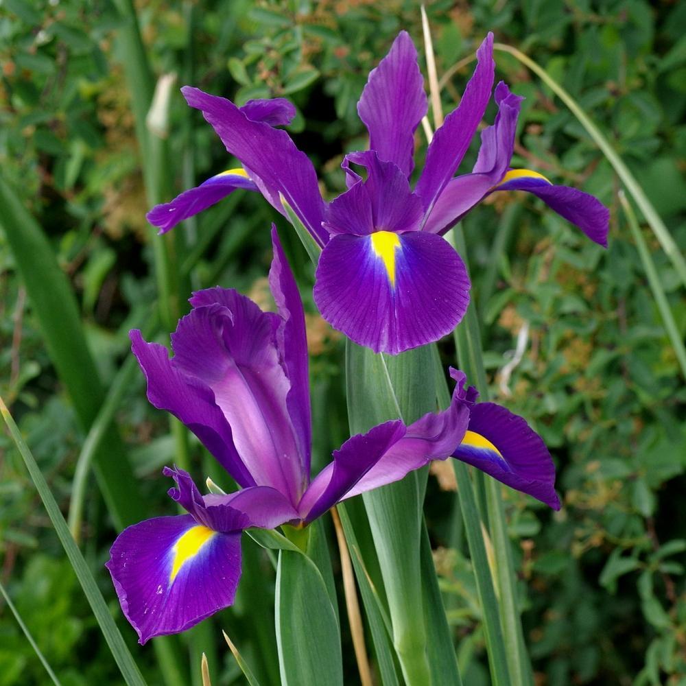 200 Seeds - Purple Dutch Iris Flower Perennials - Perennial Seeds