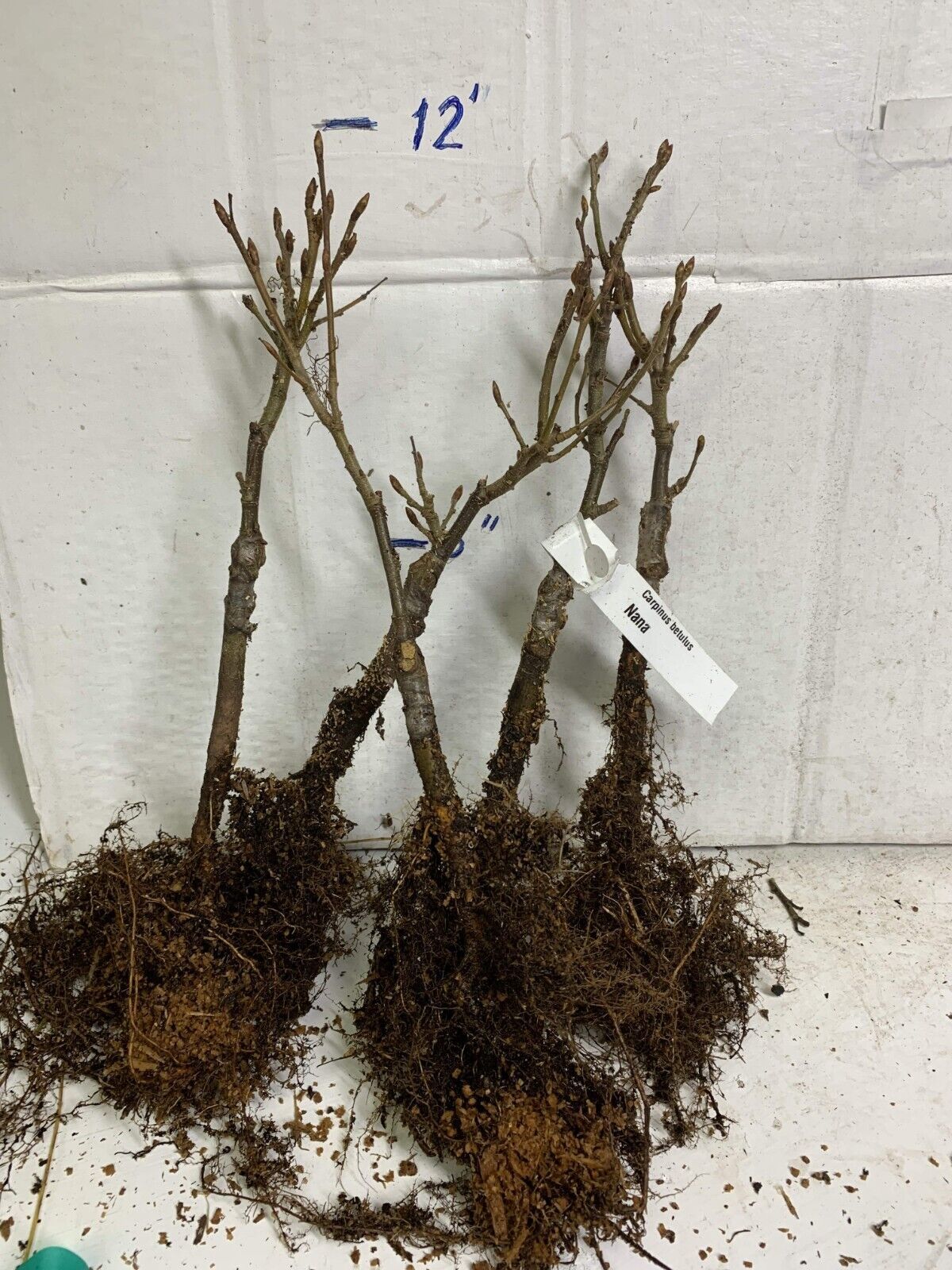 Carpinus Betulus ‘Columnaris Nana’ Grafted 1 Year Old Plant Bare Root 
