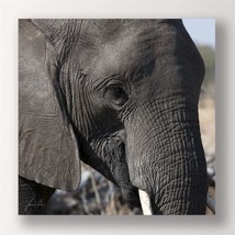 Elephant Photo Print Framed 28&quot; Stretched Canvas Grey Color Close Up Afr... - $64.34