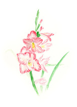 &quot;Pink Gladiolus,&quot; an A. Rose Designs (tm) note card - $5.95+