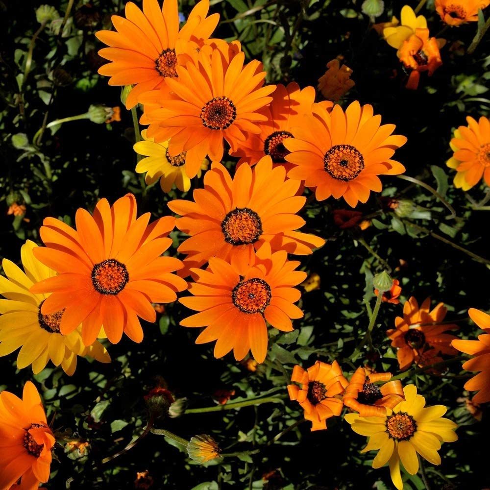 50 Seeds Orange African Daisy Annual & Biennial Seeds