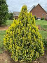 Golden Arborvitae tree qt. pot   (thuja plicata) image 5