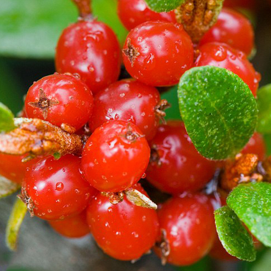 “ 10 PCS seeds Rare Wild Buffalo Berry Hardy Plant Seeds GIM “