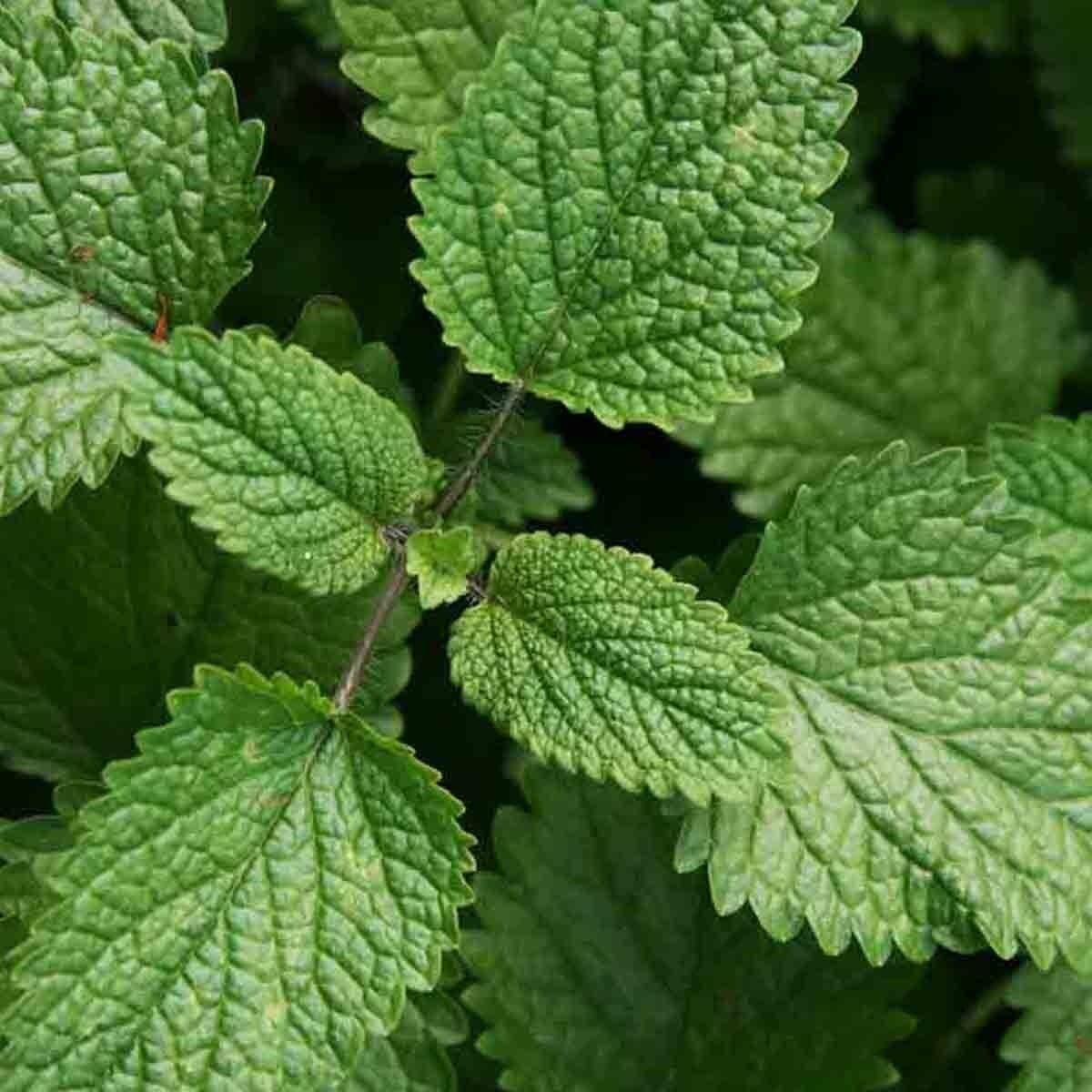 lemon balm as insect repellent