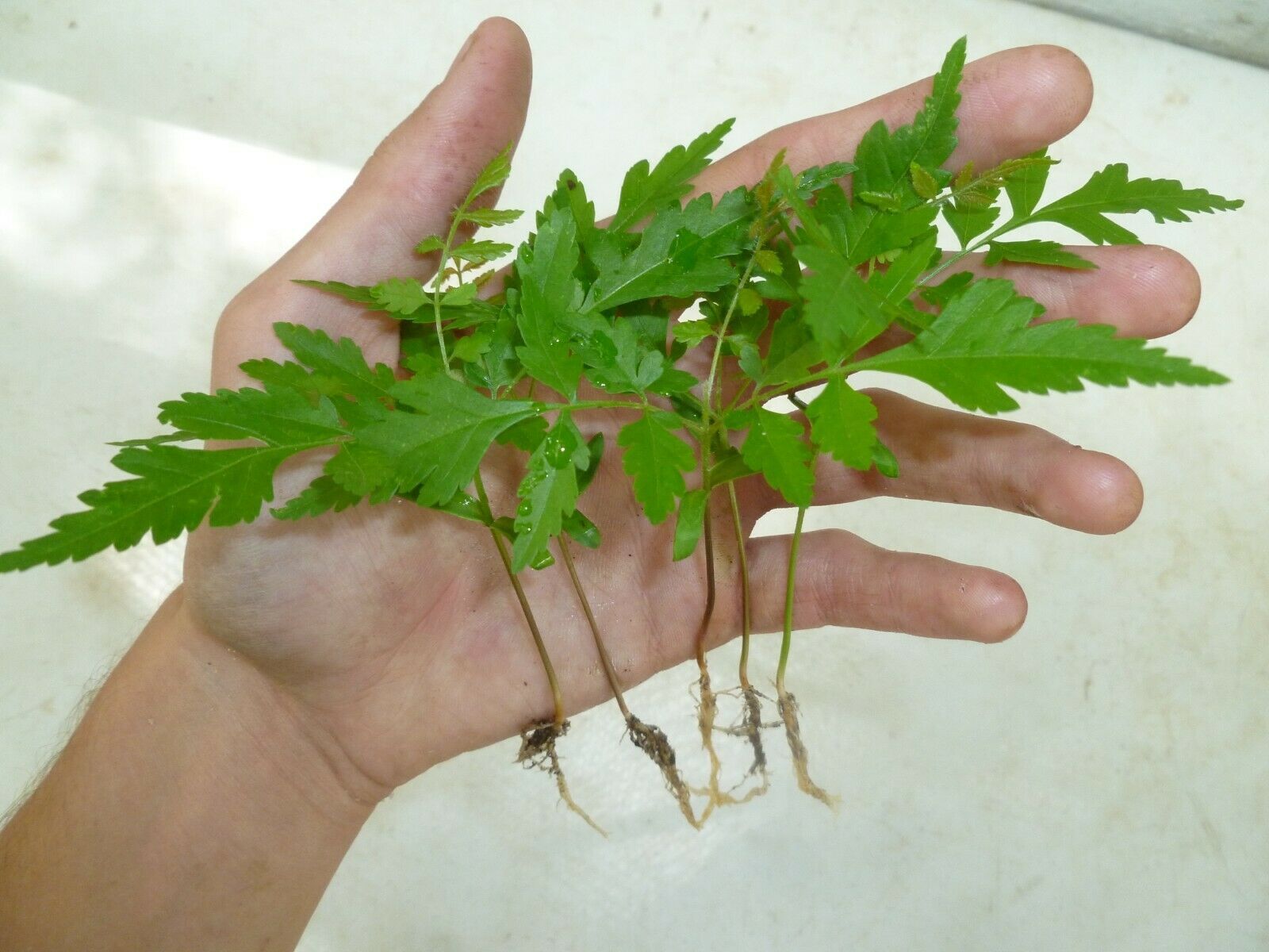 5 Golden Rain Tree Seedlings Shrub Tree Lawn Plant Landscape Garden (+5 free) Fruit/Flowering