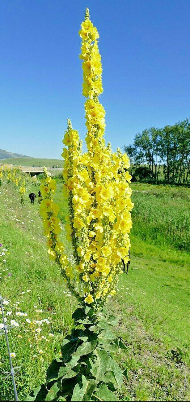 Great mullein 1005 seeds, Verbascum, wooly mullein, 610' tall, yellow