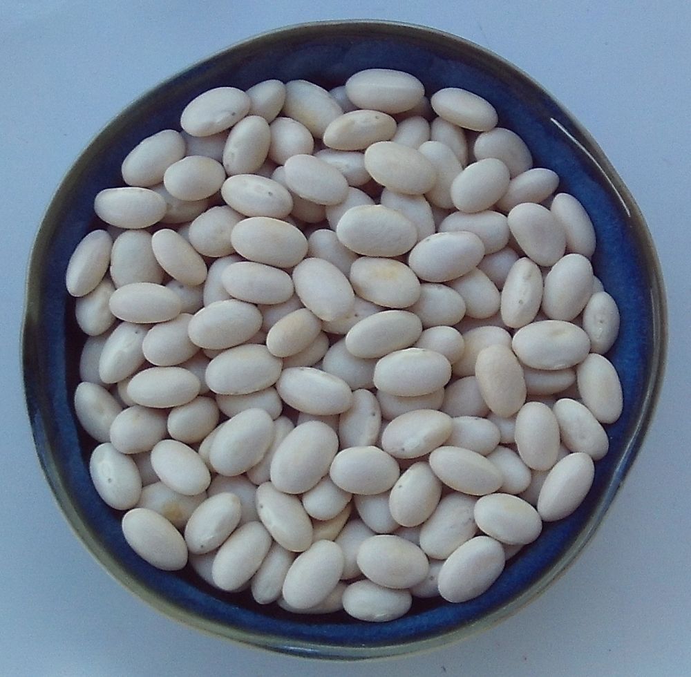 Mountaineer White Half Runner Bean Heirloom Garden Beans Vegetable 30