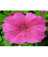 50 Pelleted Candypops Salmon Pelleted Petunia Seeds Garden Starts CANDY ... - $6.50