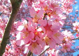 Okame Flowering Cherry tree image 1