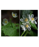 “ 50 PCS SEEDS Heirloom Skeleton Flowers Seeds, Astilboides tabularis Bo... - $10.68