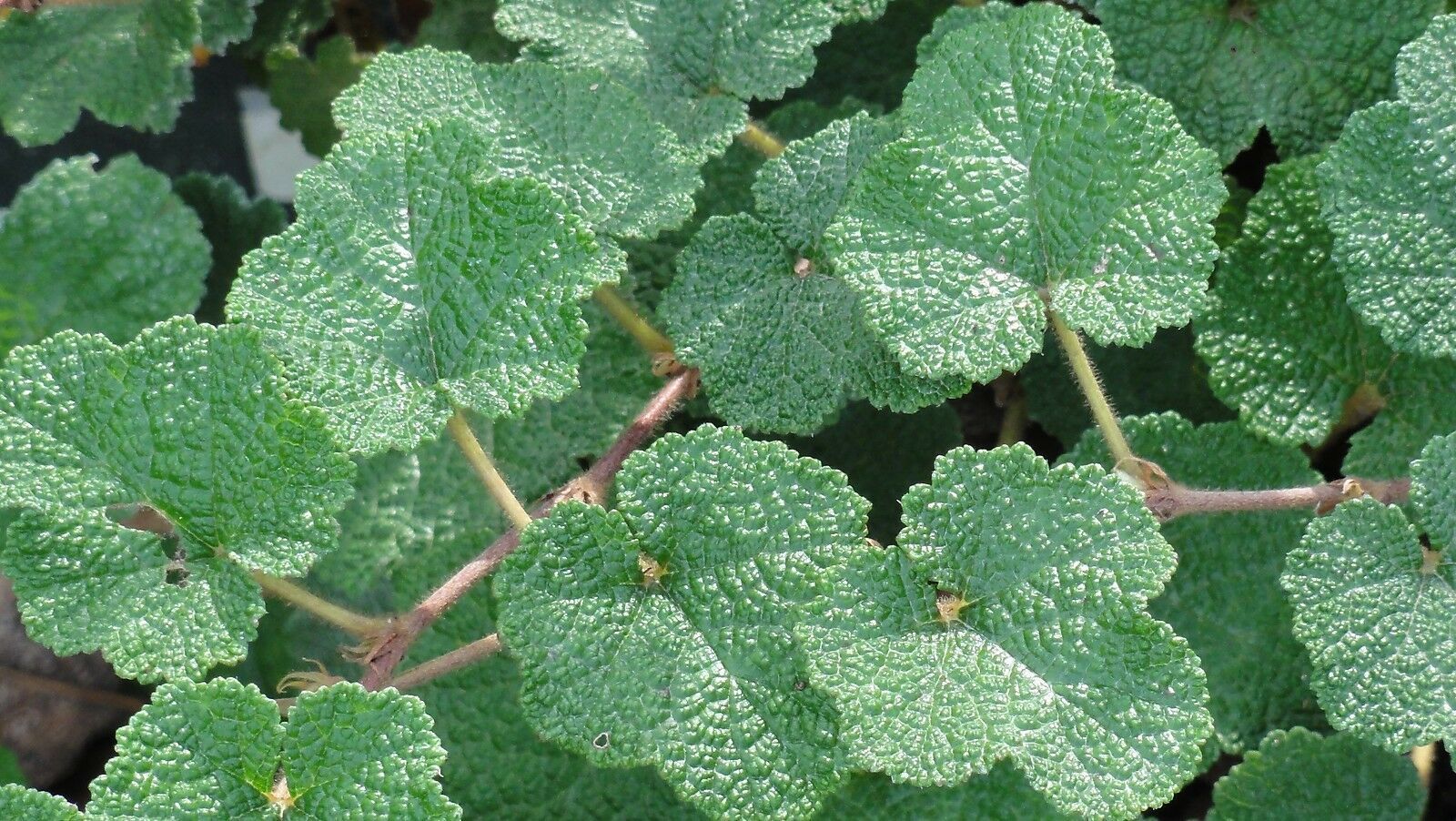 Creeping Raspberry 25 Plants in 31/2 inch Pots FREE SHIPPING Bushes
