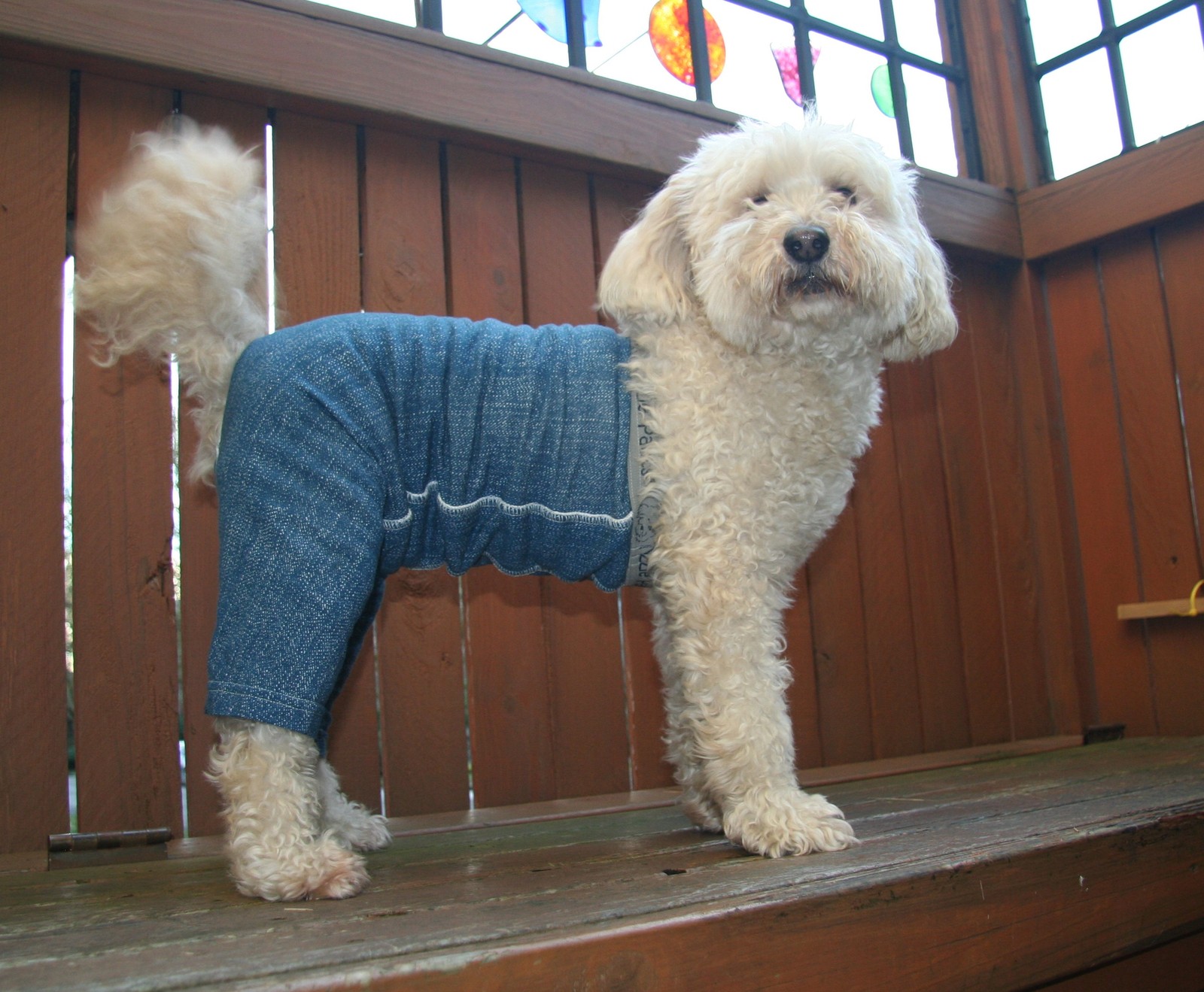 vet's best diapers for dogs