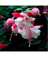 200 SEEDS Fuchsia Seeds Rose Red White Double Flowers GIM - $18.00