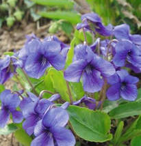 50pcs Very Beautiful Purple Violet Flowers IMA - $13.85