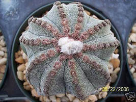 Astrophytum multicostatum 10 ribs myriostigma cacti rare cactus seed 100... - $19.99