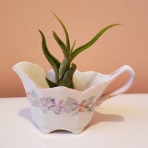 Airplant in Upcycled Vintage Creamer, Cottagecore Planter, Air Plant Holder image 1