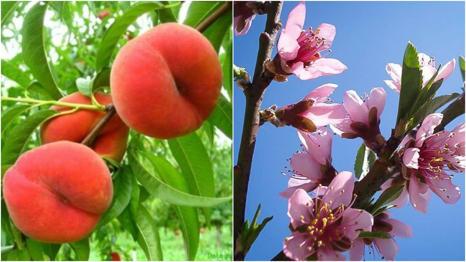 Home Gardening - Saturn Peach Trees Well Rooted New Stock Plant Up To 10 In Tall
