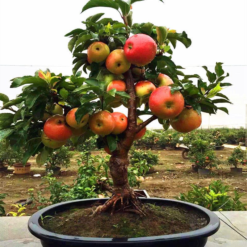 Fruit Trees For Sale In Home Depot at Richard Welch blog