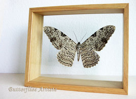 Giant Moth White Witch Thysania Agrippina RARE Entomology Double Glass D... - $149.99