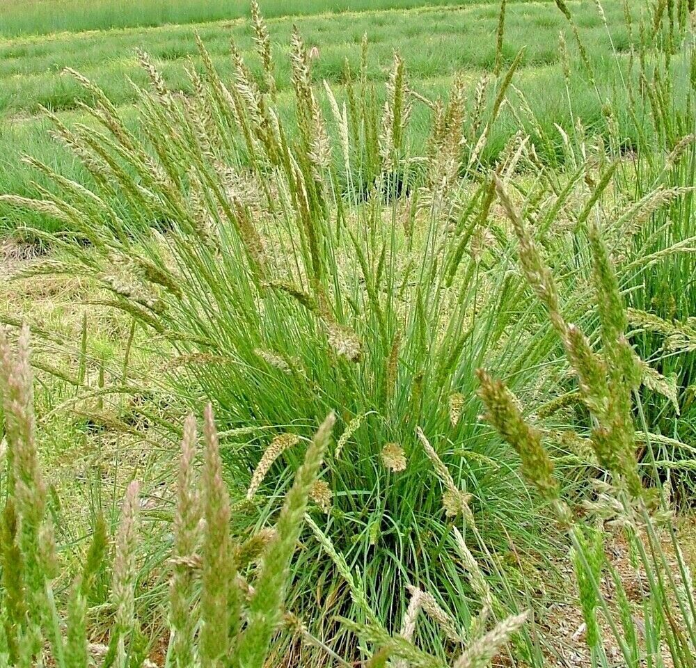 1OZ=200,000+PRAIRIE JUNE GRASS Seed American Native Clumping Ornamental