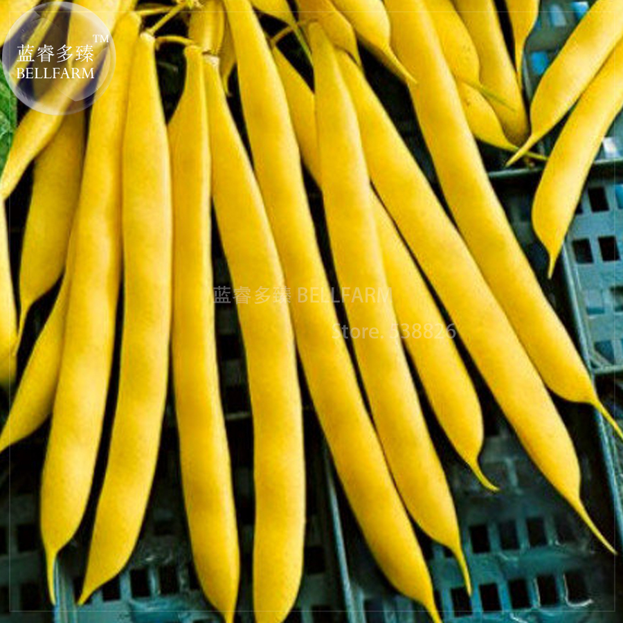 8 Bush Beans Yellow Wax Bean Seeds Organic Vegetables Bd055h Seeds