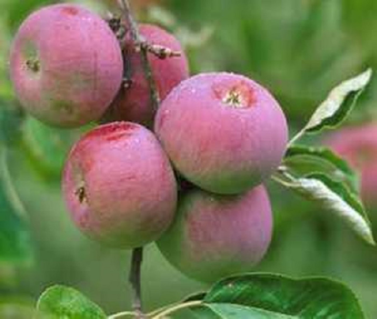 Cortland Apple tree, grafted 12 feet tall plant Fruit/Flowering