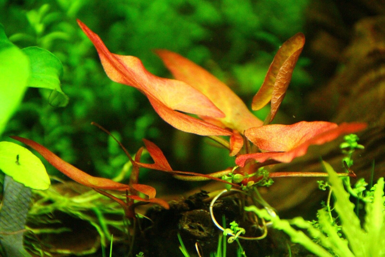 6 x Aquarium Plants Red Nymphaea Rubra Bulb 99% GROWTH RATES Live ...