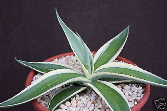 AGAVE GUIENGOLA albo marginata, variegated rare variegata succulent plant 4" pot - $16.99