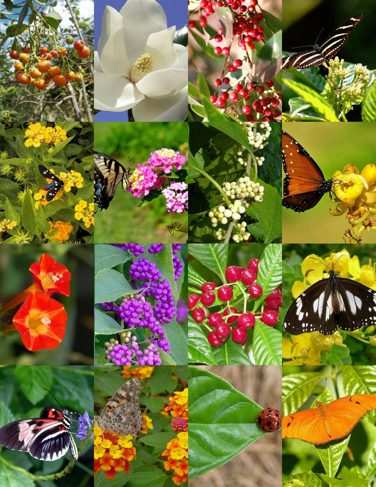 BUTTERFLY GARDEN MIX attract BUTTERFLIES wild flower garden plant seed