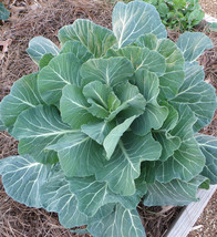 Non-GMO Georgia Southern Collard Green - 250 Seeds - $7.99