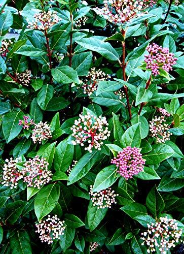 Spring Bouquet Laurustinus - Live Plant in a 6 Inch Pot - Viburnum ...