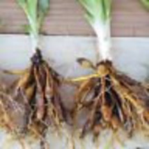 Wild Orange Daylily 50 fans/root systems ditch lily image 2