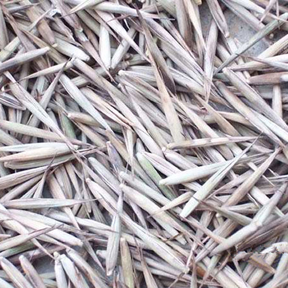 moso bamboo seeds